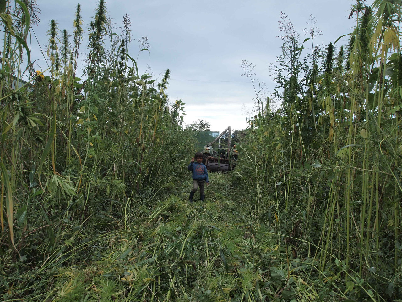 actualite jardin sauvage
